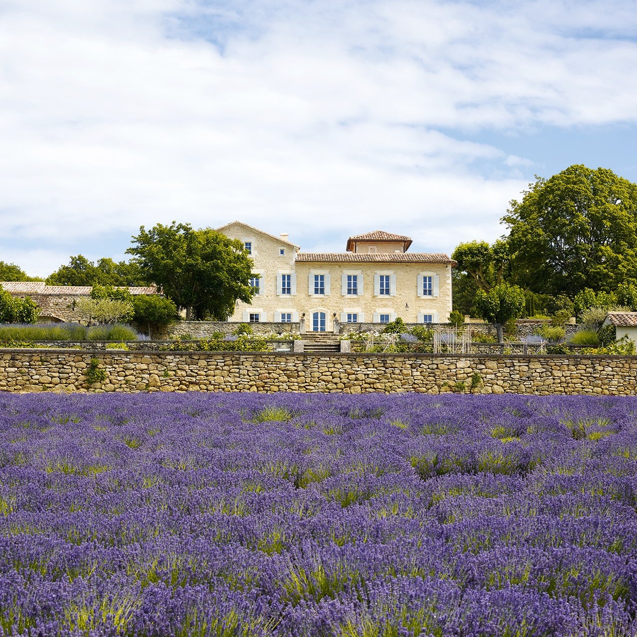 How to grow lavender