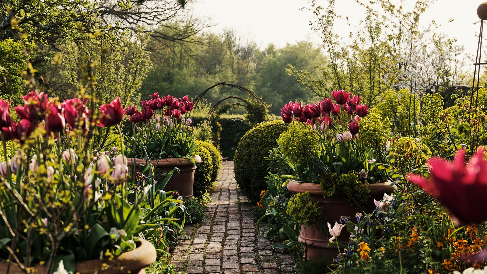 A beginners' guide to cut flowers